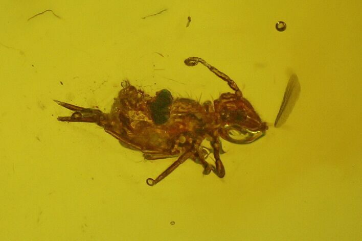 Two Fossil Springtails (Collembola) In Baltic Amber #139046